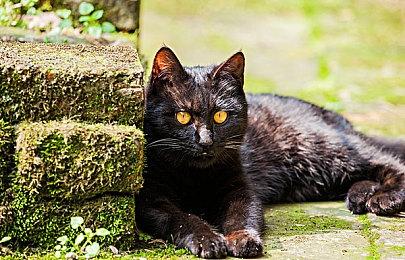 《创物尘晶》新预告 展示虚幻5引擎视觉效果